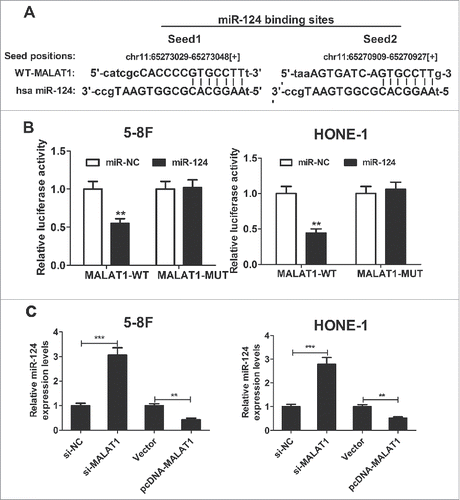 Figure 4. MALAT1 represses miR-124 expression in NPC cells. (A) Putative miR-124 binding sequence of MALAT1 is shown. (B) The relative luciferase activity was detected in 5–8F and HONE-1 cells co-transfected with MALAT1-WT or MALAT1-MUT reporter and miR-124 mimic or miR-NC. (C) qRT-PCR was performed to examine miR-124 expression in si-MALAT1- or pcDNA-MALAT1-transfected 5–8F and HONE-1 cells. **P < 0.01, ***P < 0.001 vs. controls.