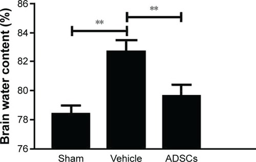 Figure 3 ADSCs treatment decreased brain water contents in MCAO rats.