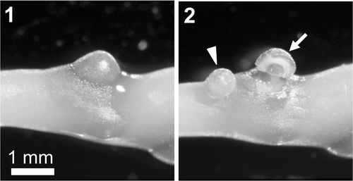 Figs 1, 2. Field-collected Gracilariopsis andersonii. Fig. 1. Cystocarp on a female gametophyte thallus. Fig. 2. Carposporophyte tissue (arrowhead) cut from a cystocarp by pericarp (arrow) dissection.