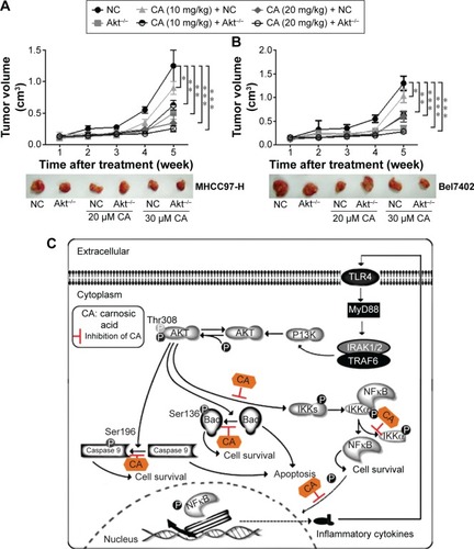 Figure 10 The effect of carnosic acid on apoptosis in Akt-deficient liver cancer cells in vivo.Notes: (A) The tumorigenicity was examined by grafted tumor growth in vivo of MHCC97-H cells. (B) The tumorigenicity was examined by grafted tumor growth in vivo of Bel7402 cells. (C) Working model. Knockout of Akt blocked inflammatory and induced apoptotic signaling pathway and carnosic acid displayed suppressed effect on cancer cells through NF-κB and Bad signaling pathway. Data are expressed as the mean ± standard error of the mean, *P<0.05, **P<0.01, ***P<0.001 versus NC group.Abbreviation: NC, negative control.