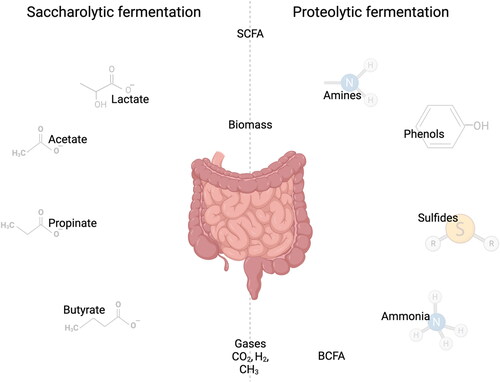 Figure 4. Products of proteolytic and saccharolytic fermentation. Created with BioRender.com.