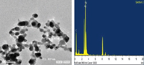 Figure 3. TEM micrograph at 30.000 time magnification and energy dispersive spectroscopy (EDX) spectrum of silver nanoparticles that were synthesized by Bacillus aerius. The scale bar corresponds to 100 ηm.