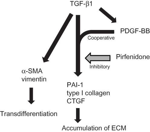 Figure 5. Pathogenetic pathways of renal fibrosis induced by TGF-β1 cooperative with PDGF and action point of pirfenidone indicated by the present results in cell-based assays.