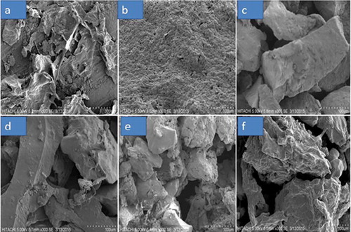 Figure 1. Scanning electron microscope images of (a) Freeze dried (b) Spray dried (c) Vacuum dried (d) Oven dried (e) Commercial grade and (f) Analytical grade pectin at 300x magnification.