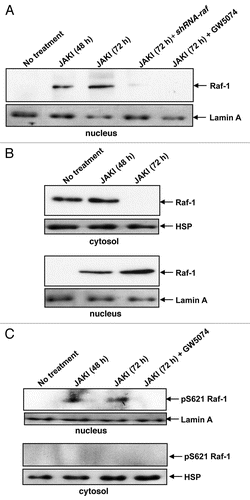 Figure 1 Inhibiting JAKs causes nuclear localization of RAF-1, pS621-RAF and p-MeK. Western blots in (A) (western blot of nuclear fraction probed for RAF in JAK inhibitor (JAK) treated (48 and 72 h) and JAK inhibitor plus shRNA targeting RAF or GW5074 RAF inhibitor treated (72 h) cells) show nuclear localization of RAF-1 upon 48 and 72 hours of treatment with a pan-JAK inhibitor. The nuclear migration of RAF-1 was inhibited in the presence of shRNA targeting RAF-1 and RAF inhibitor GW5074. Blots were reprobed for Laminin A as a lane loading control. Occurrence of RAF-1 in the nucleus in response to JAK inhibition coincided with a decreased amount of RAF-1 protein in the cytosol as shown in (B) (western blots of cytosolic (upper) and nuclear (lower) fractions probed for RAF). (C) (western blot for nuclear and cytosolic fractions of cells treated with JAK inhibitor (48 and 72 h) or JAK inhibitor plus GW5074 RAF inhibitor (72 h)) shows pS621-RAF-1 nuclear localization in response to JAK inhibition for 72 hours which was blocked in the presence of RAF inhibitor GW5074. pS621-RAF-1 protein levels remained unchanged in the cytosol.