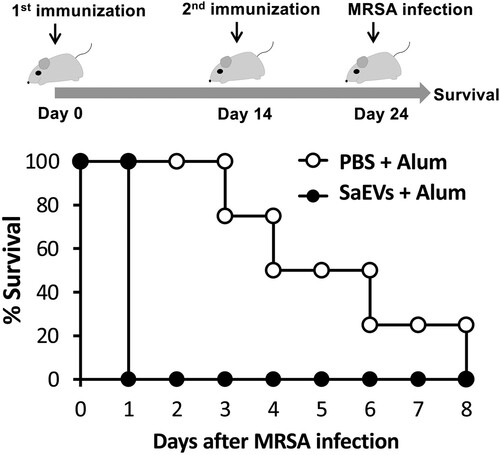 Figure 4. SaEV immunization fails to provide protective effect against MRSA infection. Mice were subcutaneously immunized with SaEVs and Alum twice on Day 0 and Day 14. Control mice were subcutaneously administrated with PBS and Alum. On Day 10 after the second immunization, 200 µL of MRSA (5 × 108 CFU/mL) was intravenously infected, and survival of mice was monitored (n = 4–6 from 2-independent experiments).