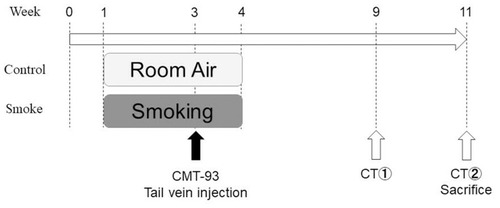 Figure 1 Animal experimental protocol, The smoking group mice were exposed to smoke for 60 min/day on weekdays for 3 weeks. The control group mice were exposed to air over the same time period. On the 15th day of smoking exposure, 3.5 × 106 CMT-93 cells were injected into the tail vein. Six and eight weeks following injection, the extent of pulmonary metastasis was evaluated using in vivo micro CT. All mice were sacrificed immediately after the last CT examination and the lungs were extracted.