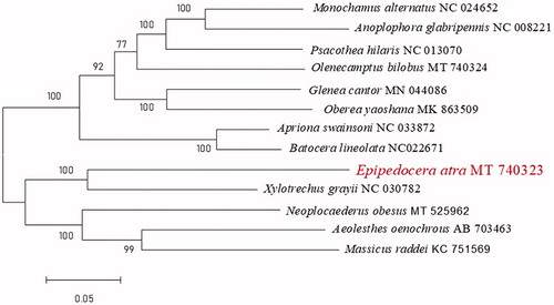 Figure 1. Maximum-likelihood phylogenetic tree of E. atra and other 12 species in Cerambycidae.