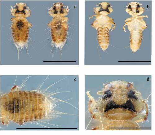 Figure 2. Lice specimens founded and morphological characteristics used for identification defined by Price and Beer [Citation25]. (a) Male dorsal and ventral view. (b) Female dorsal and ventral view. (c) Relationship between the length of the abdominal segments, male. (d) Distinctive head chaetotaxy, male. (Scale bar 1 mm for all images, panels A-D)