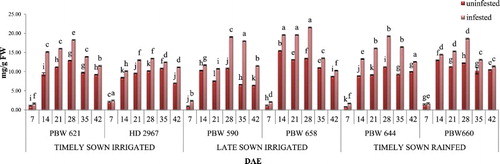 Figure 1. Change in phenol content in uninfested and infested developing flag leaves of wheat genotypes at different growth stages. Error bars denote ±SD of three replicates, bars with same letter(s) at particular day are not significantly different at P ≤ .05 (CD at 5% between ABC = 0.33; A: timely sown irrigated; B: late sown irrigated; C: timely sown rainfed).