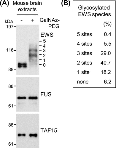 Fig. 3. O-GlcNAc glycosylation stoichiometry of FET proteins in mouse brain.