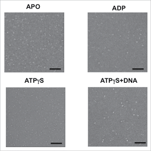 Figure 2. Electron microscopy fields of the hMCM2-7 in the absence of nucleotide or after incubation with ADP, ATPγS and ATPγS–DNA. The bar in each display represents 50 nm.