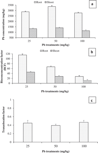 Figure 3. Prosopis juliflora Pb accumulation. (a) Root and shoot Pb concentration. (b) Root and shoot bioconcentration factor (BCF) (c) Translocation factor (TF). Mean values are averages from three replicates (n = 3) ± SEM. Mean difference between treatments of the same tissue and between tissues of the same treatment in (a) are statistically significant at P ≤ 0.05 level (ANOVA-TUKEY) .