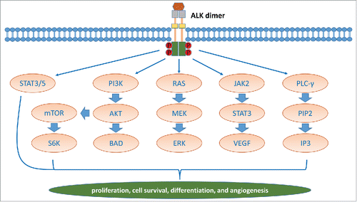 Figure 2. The ALK receptor kinase signaling pathways.