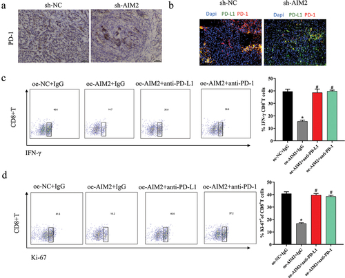 Figure 5. Reversal of AIM2 expression-induced immunosuppression in LUAD by PD-1/PD-L1 inhibitors.