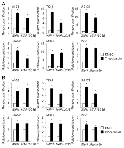 Figure 13.WIPI1 and MAP1LC3B mRNA levels in various cell lines. WI-38, TIG-1, U-2 OS, Saos-2, MCF7, and Rat-1 cells were treated with 0.5 µM of thapsigargin (A) (black bar), 100 µM of C2-ceramide (B) (black bar), or DMSO (white bar) for 12 h, and a quantitative RT-PCR analysis was performed to determine the WIPI1 and MAP1LC3B mRNA levels. The bars indicate the means ± SDs. *P < 0.05 (n = 2 and n = 4 for human cell lines and Rat-1 cells, respectively).