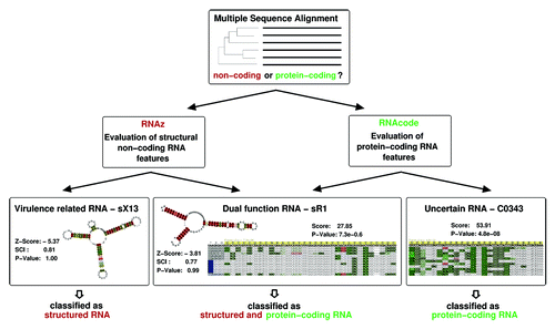 Figure 2. Evolutionary signals are used to classify multiple sequence alignments into non- or protein-coding. RNAz combines structural and thermodynamic descriptors and measures of sequence conservation to detect excess conservation of secondary structure, while RNAcode identifies increased conservation of putative ORFs compared with the observed sequence conservation of the nucleic acid sequences. Well-conserved structured RNAs, such as Xanthomonas sX13, which is involved in virulence-specific gene expression and hfq mRNA regulation, can easily be identifiedCitation71 with RNAz. The E. coli transcript C0343, originally annotated as a small RNA, does not exhibit typical features of a structured RNA. Instead, RNAcode reveals a well-conserved short coding sequence.Citation72 Dual transcripts such as B. subtilis sR1Citation73 are detectable by both RNAz and RNAcode.