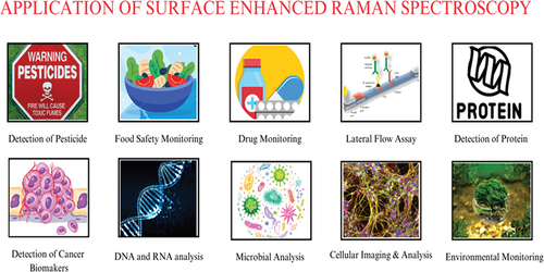 Figure 1. Application of surface enhanced raman spectroscopy in different fields.