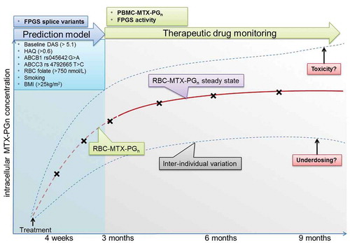 Figure 1. Therapeutic drug monitoring during low-dose MTX treatment of RA as a tool for personalized therapy. After RA diagnosis, a prediction model based on known determinants of MTX efficacy is employed (blue box). After initializing treatment with MTX, RBC-MTX-PGn measurements can be performed to monitor MTX efficacy and toxicity. Commonly, a steady state is reached after approximately 3 months (purple box). Furthermore, measurements of MTX-PGn and FPGS activity in PBMCs could be used for further improvement of MTX therapeutic drug monitoring. Finally, FPGS splice variants could be added to the prediction model. Crosses indicate possible laboratory measurements (RBC/PBMC MTX-PGn and FPGS activity) to assess MTX underdosing, toxicity, and efficacy. Abbreviations: PBMC, peripheral blood mononuclear cells; MTX-PGn, methotrexate polylglutamates; RBC, red blood cell; FPGS, folylpolylglutamate synthetase; DAS, disease activity score; HAQ, Health Assessment Questionnaire; ABC, adenosine triphosphate binding cassette transporter; ABCB1, ABC subtype B1; ABCC3, ABC subtype C3; BMI, body mass index.