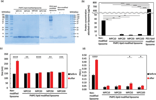 Figure 6. Analysis of modified liposomes in FBS. The adsorbed serum proteins on liposomes was analyzed via (a) sodium dodecyl sulfate-polyacrylamide gel electrophoresis (SDS-PAGE), (b) determination of total protein concentration, and (c, d) DLS ((c) particle size and (d) PDI). (a) is representative picture of SDS-PAGE gels after Coomassie Brilliant Blue staining of proteins adsorbed to liposomes modified with PMPC-lipids after incubation in fetal bovine serum (FBS). Lane 1: ladder 10–250 kDa; Lane 2,3: MPC10-lipid-liposomes; Lane 4,5: MPC20-lipid-liposomes; Lane 6,7: MPC50-lipid-liposomes; Lane 8,9: MPC100-lipid-liposomes; Lane 10,11: PEG-lipid-liposomes; Lane 12, 13: non-modified liposomes. + indicates the presence of FBS and – indicates absence of FBS.