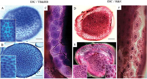Figure 2. DIC of G. mellonella embryos at 2nd development stage (5–11 h PO) stained by TB-RB (a, b, c) and H & E (d, e, f). a) Energid nuclei during the mitosis prior to cellular blastoderm formation. b) Final cellular blastoderm cells appear hexagonal. c) Blastoderm cells are uniform with darker staining than for H & E. d) Cellular blastoderm embryos stained with H & E. e) Blastoderm cells differentiating to the embryonic area (small cells) as GD and extra-embryonic area (larger and more separated cells that will later form the serosa cuticle (Se)) stained with H & E. f) Blastoderm cells differentiating into a smaller embryonic region and a larger extra-embryonic region stained with H & E. Scale bars = 100 µm (a, b, d, e), 50 µm (c, f).