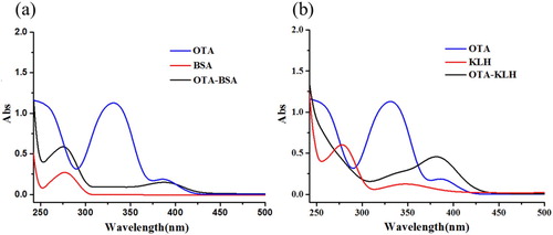 Figure 2. The UV spectra of OTA, proteins and conjugates; (a) The UV spectra characterization for OTA, BSA, and OTA-BSA; (b) The UV spectra characterization for OTA, KLH, and OTA-KLH.