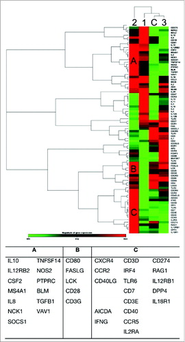 Figure 2. Identifying gene clusters that are involved in B and T cell activation. The colour gradient green-black-red represents relative level of gene expression, indicating under-even-over expression, respectively. The cluster gram shows a 2-way non-supervised hierarchical clustering of the entire data set, while displaying a heat map with a horizontal and vertical dendrogram indicating co-regulated genes across groups.