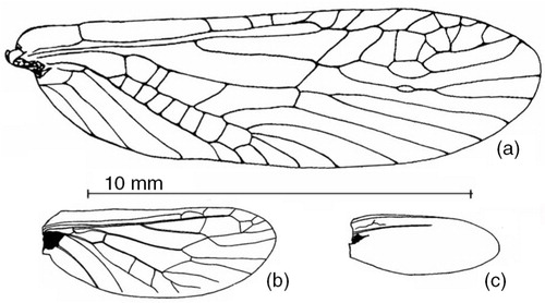 Fig. 2  The venation of forewings of different populations of Arcynopteryx dichroa in the Ural Mountains, Russia: (a) macropterous (from Lillehammer Citation1988), (b) brachypterous and (c) micropterous.