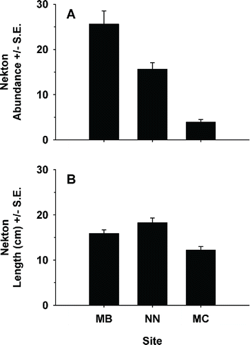 FIGURE 4. Mean (+SE) values of (A) nekton abundance (per frame) and (B) nekton length (cm TL; per frame) for individuals congregating at each water control structure (WCS; MB = Mangrove Bayou WCS; NN = No-Name Bayou WCS) and individuals in the salt-marsh creek (MC; i.e., no WCS), as observed with dual-frequency identification sonar (n = 3,246 individuals total).