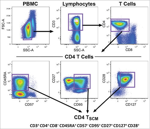 Figure 1. Gating strategy for Tscm cells. CD4 TSCM phenotyping and quantification in the UK Twin cohortCitation39 was performed by consecutive gating on CD3+CD4+CD8−, naïve (CD45RA+) and CD57−CD95+CD27+CD127+CD28+ lymphocytes.