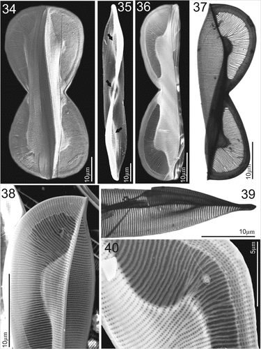 Figures 34–40. SEM and TEM micrographs of Entomoneis paludosa. Figs 34, 35, 36, 38 and 40. SEM; Figs 37 and 39. TEM. Fig. 34. Frustule in girdle view showing sinusoid transition between valve body and keel, pronounced raphe canal and numerous intercalary bands. Fig. 35. Linear to lanceolate valve with three distinctive bulges (arrows). Figs 36 and 37. Valves in girdle view with distinctive sinusoid transition from valve body to keel viewed in SEM (Fig. 36) and TEM (Fig. 37). Figs 38 and 40. Close-up of wing showing regular areolar striae and comb-like structure made from hymenated striae. Fig. 39. Protracted valve apex with areolae details.