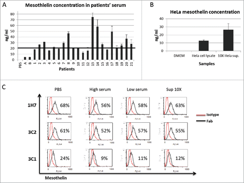 Figure 3. Competition tests with patients' sera and concentrated Hela supernatant. Mesothelin concentration in patients' serum determined by ELISA assay (1 to 21). 2 safe donors (A and B) and PBS was used as a negative control for mesothelin expression and ELISA specificity, respectively (A). Mesothelin concentration in 10X concentrated Hela supernatant with ELISA assay. Hela cell lysate was used as a mesothelin containing control. (B). Examples of staining on Hela cells with non-competing Fabs (1H7 and 3C2) and competing FAB (3C1) in presence of 10X concentrated Hela supernatant and patients' sera high and low (C).
