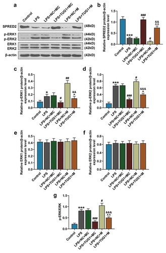 Figure 4. Overexpressed lncRNA TUG1 could up-regulate SPRED2 expression and down-regulate phosphorylation levels of ERK1 and ERK2, which were reversed by overexpressed miR-221-3p. (a-g) Expressions of SPRED2, phosphorylated (p)-ERK1/2 and ERK1/2 in RAW 264.7 macrophages were determined by Western blot. β-actin was used as an internal control. All experiments have been performed in triplicate and experimental data were expressed as mean ± standard deviation (SD). (*P < 0.05, ***P < 0.001, vs. Control; #P < 0.05, ##P < 0.01, ###P < 0.001, vs. LPS+NC+MC; ^P < 0.05, ^^P < 0.01, vs. LPS+TUG1+ MC; &&P < 0.01, &&&P < 0.001, vs. LPS+NC+M). M: mimic, MC: mimic control, NC: negative control, SPRED2: sprouty related EVH1 domain containing 2. ANOVA was applied followed by Student’s t-test