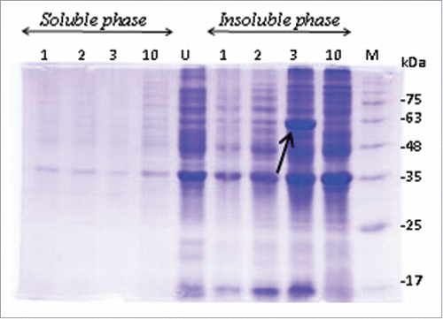 Figure 1. Protein expression evaluation in E. coli Bl21 (DE3). Only one clone (shown with arrow) was able to efficiently express recombinant protein (54kDa). Soluble phase: Supernatant containing soluble proteins; Insoluble phase: Pellets of lysed cells containing insoluble proteins; M: Protein size marker; U: Cell lysate before induction of the expression; 12% SDS-PAGE stained with coomassie brilliant blue G250.