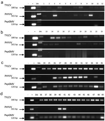 Fig. 3 Detection by PCR using specific primers for the begomoviruses TYLCV, PHYVV and PepGMV. (a) Samples collected in 2014 in CL open fields at Torreón, Coahuila. (b) Samples collected in 2015 in CL open fields at Tlahualilo, Durango. (c and d) Samples collected 2016 in CL open fields at Francisco I. Madero, Coahuila. Negative control (−), DNA of PHYVV (+) as positive control, 1Kb molecular maker (Invitrogen, USA).