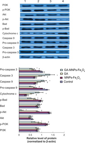 Figure 6 Expression of PI3K, p-PI3K, Akt, p-Akt, Bad, p-Bad, cytochrome c, pro-caspase 9, caspase 9, and pro-caspase 3, caspase 3 proteins in LOVO cells after treatment comprising GA with or without MNPs-Fe3O4 for 48 hours.Notes: Lane 1, control; lane 2, 60 μg/mL MNPs-Fe3O4; lane 3, 0.35 μmol/L GA; lane 4, GA-MNPs-Fe3O4 (0.35 μmol/L GA with 60 μg/mL MNPs-Fe3O4). *P < 0.05, **P < 0.01 compared with the control group; #P < 0.05, when compared with the GA group.Abbreviations: MNPs-Fe3O4, magnetic nanoparticles containing Fe3O4; GA, gambogic acid.