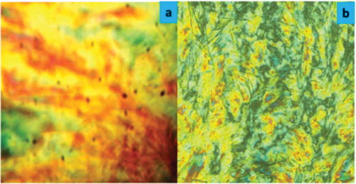 Figure 4. Textures of compound of series-1 observed between cross-polarisers: (a) nematic texture image of C10 at 74°C; (b) SmC texture image of C14 at 58°C.