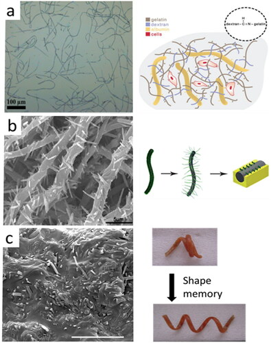Figure 16. (a) Optical microscopic image of short albumin fibers (left) and schematic of cells in gelatin/short albumin fiber composite hydrogel (right) (adapted from [Citation117]); (b) SEM image of thorn-like electrospun fibers (left) and schematic demonstrating thorn-like fibers interlocking with surrounding matrix (right) (adapted from [Citation272]); (c) SEM image of cold-fractured PTMC/short PLA fiber (left) and photography showing the shape memory behavior of composites (right) (adapted from [Citation269]).