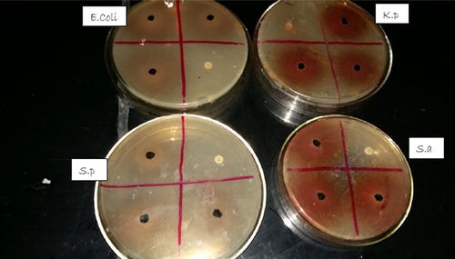 Figure 4 Zone of inhibition shown by ethyl acetate fraction of leaves of Carissa spinarum.