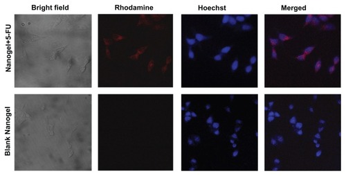 Figure 11 Cellular uptake studies of MAEHA nanogels.Notes: Top row: confocal images of HCT-116 cells after 4 hours incubation with rhodamine-entrapped MAEHA nanogels: bright field, rhodamine, Hoescht stain, merged image. Bottom row: confocal images of HCT-116 cells after 4 hours incubation with blank MAEHA nanogels: bright field, rhodamine, Hoescht stain, merged image.Abbreviations: MAEHA, methacrylic acid-co-2-ethyl hexyl acrylate; HCT, human colon tumor.