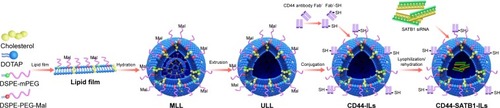 Figure 1 The development of siRNA-encapsulated immunoliposomes. A mixture of different lipids (DOTAP, cholesterol, DSPE-mPEG, and DSPE-PEG-Mal) was added to compose a dry lipid film.