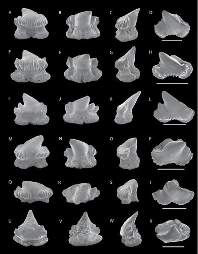 FIGURE 7. SEM images of Kallodentis rhytistemma, gen. et sp. nov., anterior teeth, NRM-PZ P16142, A, labial; B, lingual; C, profile; D, occlusal views; NRM-PZ P16143 (holotype), E, labial; F, lingual; G, profile; H, occlusal views; NRM-PZ P16144, I, labial; J, lingual; K, profile; L, occlusal views; NRM-PZ P16145, M, labial; N, lingual; O, profile; P, occlusal; views; NRM-PZ P16146, Q, labial; R, lingual; S, profile; T, occlusal views; NRM-PZ P16147, U, labial; V, lingual; W, profile; X, occlusal views. All scale bars equal 1 mm.