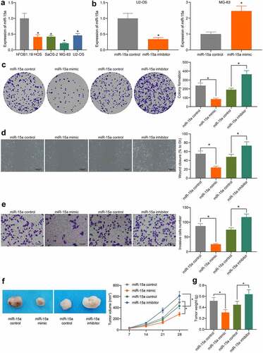 Figure 2. miR-15a suppresses viability of OS cells. a, miR-15a expression in OS cell lines (HOS, SaOS-2, MG-63 and U2-OS) and in normal osteoblast cells hFOB1.19 determined by RT-qPCR (*p < 0.05, one-way ANOVA); b, transfection efficacy of miR-15a mimic and miR-15a inhibitor in MG-63 and U2-OS cells, respectively, determined by RT-qPCR (*p < 0.05, unpaired t test); c, viability of cells determined by colony formation assay (*p < 0.05, one-way ANOVA); D-E, migration and invasion abilities of cells determined by wound-healing (d) and Transwell assay (e), respectively (*p < 0.05, one-way ANOVA); f, volume of the xenograft tumors in nude mice (*p < 0.05, two-way ANOVA); g, weight of the xenograft tumors in nude mice (*p < 0.05, one-way ANOVA). n = 6 in each group; Repetition = 3