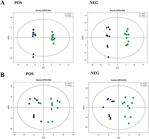 Figure 2 The score plots from OPLS-DA mode. (A) Plasma OPLS-DA score plots in positive and negative modes of the group C and group T. (B) Skin OPLS-DA score plots in positive and negative mode of the group C and group T.