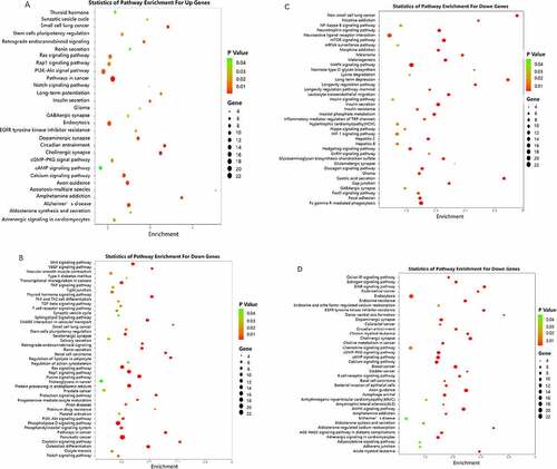 Figure 4. Pathway enrichment analyses of predicted target genes. A: Target genes of up regulated miRNAs. B-D: Target genes of down regulated miRNA