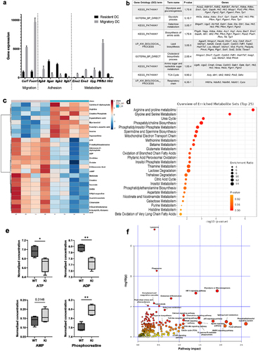 Figure 1. Multiomics analysis reveals an altered metabolic profile in BM-DCs expressing dysfunctional β2-integrins (a) Analysis of publicly available gene expression data of resident and migDCsCitation6 for genes involved in cell migration, adhesion and cellular metabolism. (b) Analysis of downregulated pathways in previously published RNA-Seq data from β2-integrin KI BM-DCsCitation7 using the DAVID bioinformatics tool. (c) Targeted mass spectrometry-based analysis of metabolites in WT and β2-integrin KI BM-DCs was performed as described in the Materials and methods section (n=4). (d) Metabolite set enrichment analysis (MSEA) of metabolites identified in WT and β2-integrin KI BM-DCs using the publicly available MetaboAnalyst platform. e) Levels of central metabolites identified by mass spectrometry (normalized concentration e.g. log10). (f) Integrated RNA-Seq and metabolomics data analysis to identify most highly affected metabolic pathways was performed using the MetaboAnalyst platform. P-values are shown as <0.05*, <0.01**.