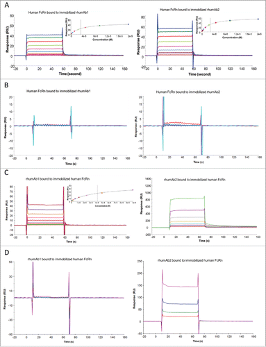 Figure 3. Representative sensorgrams of rhumAbs binding to recombinant human FcRn on 2 Biacore assay formats. (A) recombinant human FcRn bound to immobilized rhumAbs on format 1 at pH = 6.0, and (B) at pH = 7.4; (C) rhumAbs bound to immobilized recombinant human FcRn on format 2 at pH = 6.0, and (D) at pH = 7.4. The experimental data are represented by colored lines. On format 1, at pH 6.0, concentrations of recombinant human FcRn (from bottom to top) are 0.039, 0.078, 0.156, 0.313, 0.625, 1.25, 2.5, 5, 10, and 20 µM. The black lines are fitted data using the steady-state affinity binding model (inserts). At pH 7.4 concentrations of tested recombinant human FcRn (from bottom to top) are 2.5, 5, 10, and 20 µM. On format 2, at pH 6.0, concentrations of recombinant human FcRn (from bottom to top) are 0.078, 0.156, 0.313, 0.625, 1.25, 2.5, 5, and 10 µM. The black lines are fitted data using the steady-state affinity binding model (inserts). At pH 7.4, concentrations of recombinant human FcRn (from bottom to top) are 1.25, 2.5, 5, and 10 µM. The sensorgrams were generated after in-line reference cell correction followed by buffer sample subtraction. The experiments were conducted using running buffer containing PBS, 0.05% polysorbate 20, pH 6.0 or pH 7.4.