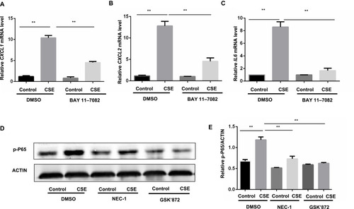 Figure 5 Necroptosis regulate CSE-induced inflammation through the activation of NF-κB pathway in BMDMs. (A–C) BMDMs were cultured with BAY 11–7082 (2.5μM) or vehicle together with 1% CSE for 24h, CXCL1, CXCL2 and IL6 mRNA transcripts were detected by qRT-PCR. (D and E) BMDMs were pretreated with the indicated necroptosis inhibitor, following treatment with 1% CSE for 12h, and the levels of p-P65 were assessed by Western blotting. **P < 0.01 (Student’s t-test).