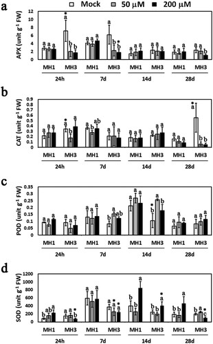 Figure 2. Effects of cadmium treatments on antioxidant enzyme activity in MH1 and MH3 cultivars. The activities of APX (a), CAT (b), POD (c), and SOD (d) were detected in the leaves of MH1 and MH3 plants exposed to mock (0 μM), 50 μM, 200 μM CdCl2 treatments for 24 h, 7, 14, and 28 d. Data are the means (n ≥ 4) with corresponding standard deviations. Different letters indicate significant differences among CdCl2 treatments within each cultivar determined by the one-way ANOVA (P < 0.05). An asterisk indicates a significant difference between MH1 and MH3 plants subjected to each treatment as determined by Student’s t-test (P < 0.05).