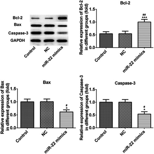 Figure 5 miR-22 overexpression inhibits INS-1E cells apoptosis through downregulation of protein expression. *P<0.05 and ***P<0.001 vs control group. #P<0.05 and ##P<0.01 vs NC group.